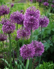 group of purple allium in the garden