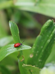 closeup of red lily beetle/ scarlet lily beetle (Lilioceris lilii) on a leaf	