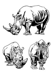 Vector collection of rhinoceroses isolated on white , vector illustration