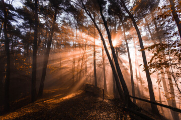 Colorful sun rays shining through the trees in forest, morning foggy weather time