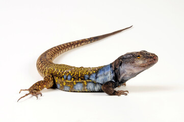 Gallot's lizard from Tenerife // Kanareneidechse (Gallotia galloti eisentrauti) von Teneriffa