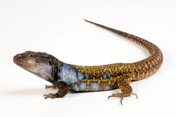 Gallot's lizard from Tenerife // Kanareneidechse (Gallotia galloti eisentrauti) von Teneriffa