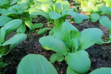 Lettuce leaf vegetables planted in the field there is a worm drilling. Nature background concept.