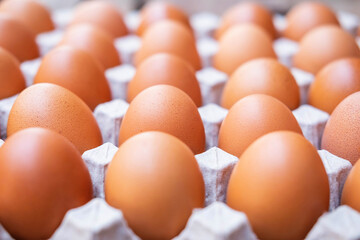 A close up of raw chicken eggs in egg panels