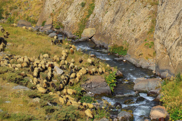a flock of sheep and a flowing stream in the mountains
