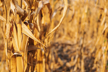 .Dry corn plant background And dry corn fields