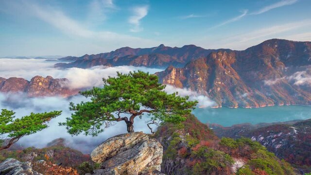 Pine trees towering on the rocks atop Jebibong. In the morning, a sea of ​​mist flows through the river in the valley. In the autumn of South Korea Time-lapse 4K