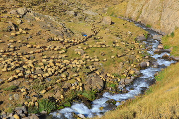 a flock of sheep and a flowing stream in the mountains
