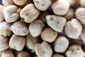 organic dried chickpeas in jar