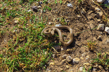 a snake lying on the ground, wildlife animals, a snake crawling
