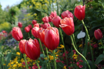 春に咲く、たくさんの赤いチューリップ【4月】