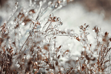 Frozen plant. Frozen winter landscape -  nature background.