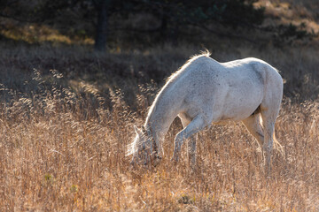 White horse on pasture in golden autumn grassland with trees in the background rural landscape
