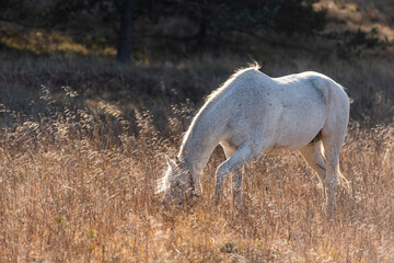 Obraz premium White horse on pasture in golden autumn grassland with trees in the background rural landscape