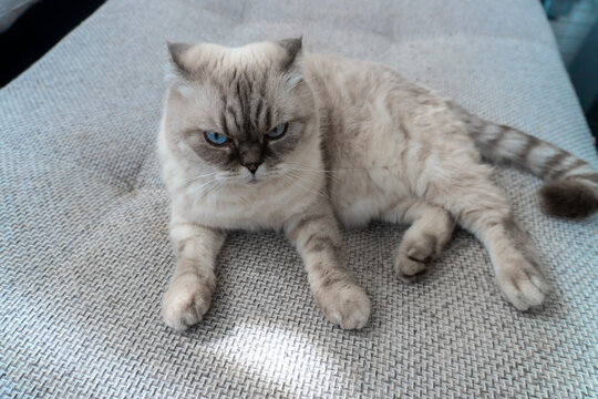 Photo Scottish cat breed, white with blue eyes, scottish-fold