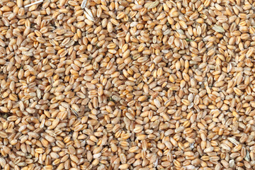 Top view of wheat grains. Agricultural background.