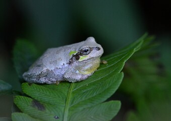 ニホンアマガエル