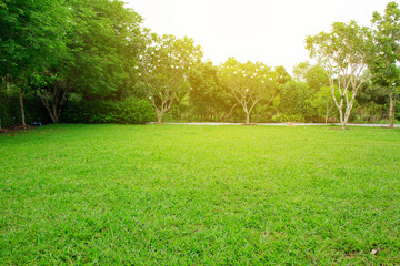 grass field and trees