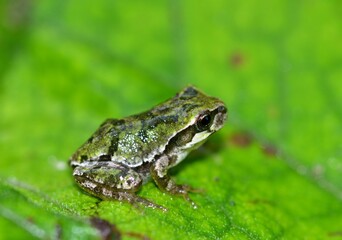 ニホンアマガエル