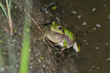 ニホンアマガエル