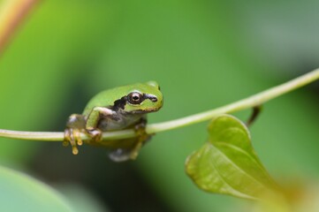 ニホンアマガエル