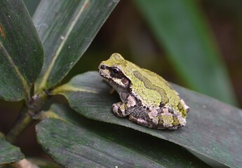 Obraz premium ニホンアマガエル