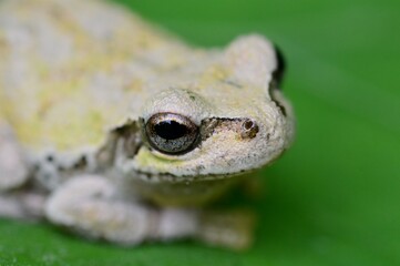 ニホンアマガエル