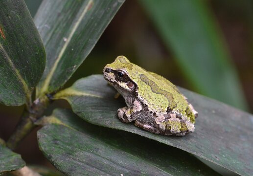 「ニホンアマガエル」の写真素材 | 4,405件の無料イラスト画像 | Adobe Stock