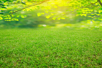 Obraz na płótnie Canvas green grass and sun background.