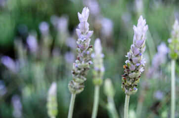 Lavender plantation. Close-up of lavender flowers in spring

