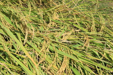 Close up of green paddy rice. yellow green rice field in thailand.