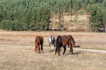 Horses on pasture autumn scene landscape in golden grass vivid colors natural looking with copy space for text