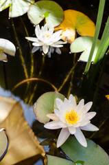 two water lily flowers in a pond, white water lily flower, lotus flower