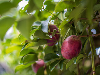 熟したムベの実