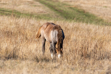 Naklejka na ściany i meble Light brown stallion posing in autumn landscape tall golden grassland