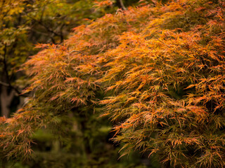 色づくモミジ・カエデ　埼玉県川口市安行