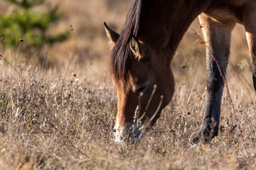 Extreme closeup of a young purebred arabian mare on autumn golden grassland pasture eating