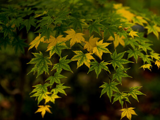 色づくモミジ・カエデ　埼玉県川口市安行