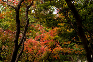 色づくモミジ・カエデ　埼玉県川口市安行
