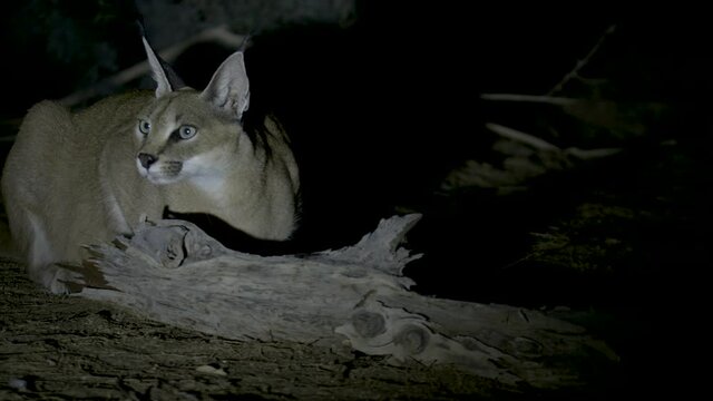 Caracal Active at night in the Negev desert, Israel