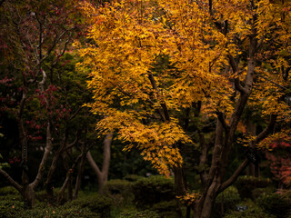 Obraz premium 色づくモミジ・カエデ 埼玉県川口市安行