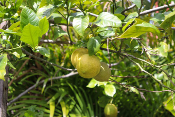 A small lemon tree in the garden.