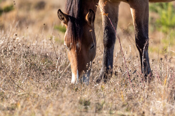 Extreme closeup of a young purebred arabian mare on autumn golden grassland pasture eating
