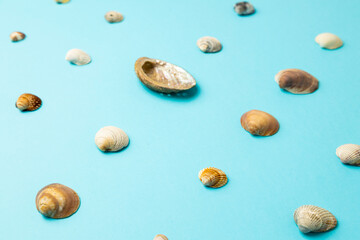 various sea shells on blue background