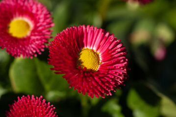 Red Bellis perennis (English Daisy) Close Up Macro
