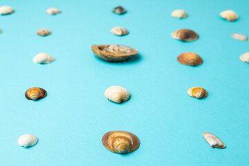 various sea shells on blue background