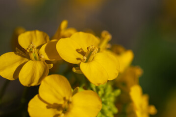 Rapeseed (Brassica napus) Extreme Close Up Macro