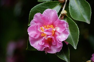 Camellia Sasanqua 