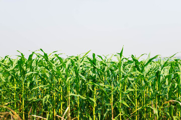 Corn plant in the corn field