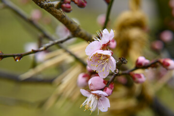 雨に濡れる梅の花